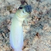 jawfish_yellowhead_dd_fc_v_0086_tci1281.jpg